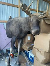 white faux taxidermy moose for sale  Independence