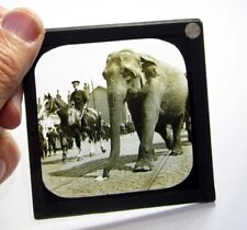 Elefante de circo ubicación desconocida foto antigua historia linterna mágica diapositiva #7085 segunda mano  Embacar hacia Argentina