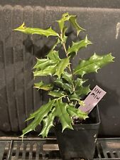 Chinese horned holly for sale  Martin