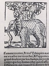 Rare éléphant 1557 d'occasion  Tuchan