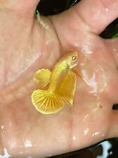Gold betta fish d'occasion  Expédié en Belgium