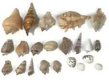Used, Vtg SEASHELL Lot of 22 COLLECTION Conch Snail WHELK AQUARIUM SEA SHELL Art Craft for sale  Shipping to South Africa