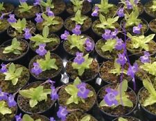 Pinguicula eye spy for sale  NORWICH