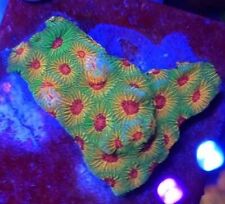 Fascination favia frag for sale  DURHAM