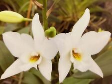 Laelia anceps sanbar for sale  Petaluma