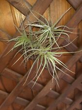 Tillandsia pianta aerea usato  Carbonia