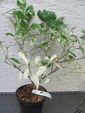 Citrus macrophylla variegata gebraucht kaufen  Deutschland