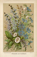 Vintage Botanical Print: Mixed Bouquet of Flowers, Elegant Floral Print #K300 for sale  Shipping to South Africa
