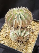 Mexican geohintonia heads for sale  Shipping to United Kingdom