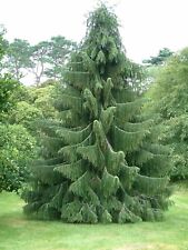 Himalayan spruce picea for sale  Elko