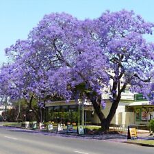 Jacaranda mimosifolia árbol tropical vivo exótico azul jacaranda 1 pie de altura segunda mano  Embacar hacia Argentina