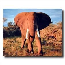African elephant kids for sale  Springdale