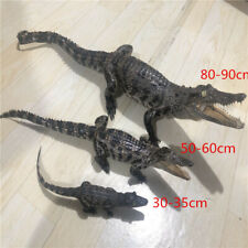 Pcs real crocodile for sale  Shipping to Ireland