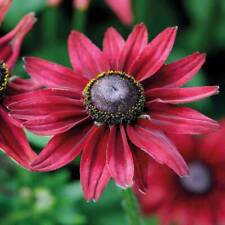 Rudbeckia hirta cherry for sale  IPSWICH