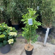Large Wisteria Sinensis Prolific 60/80cm Tall - 4 Litre Pot, used for sale  BROADWAY