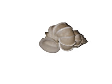 Wentletrap Sea Shell Epitonium Scalare Rare Collectible Delicate Shell  1 3/4", used for sale  Shipping to South Africa