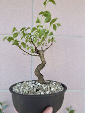 Ulmus minor bonsai usato  Italia