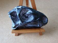 fossil skull for sale  Canton
