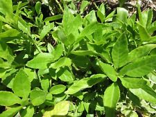 Longevity spinach gynura for sale  Dundee