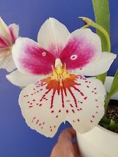 Oncidium orchid live for sale  Riverview