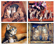 Cute cats funny for sale  San Jose
