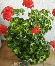 Pelargonie geranium happy for sale  Shipping to Ireland