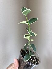 Hoya cummingiana albo for sale  Pflugerville