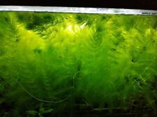 Hornkraut aquarienpflanzen ein gebraucht kaufen  Velbert-Langenberg