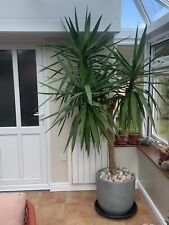 Large yukka plant for sale  NORWICH