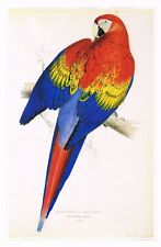 Scarlet macaw bird for sale  DEREHAM