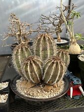 Used, Uebelmannia pectinifera, cactus Cacti, Succulent for sale  Shipping to South Africa