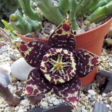 Hyb. varied orbea for sale  Shipping to Ireland