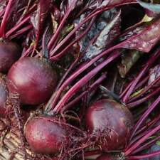 Bull blood beet for sale  Deltona