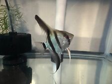 Silver angel fish for sale  Rocklin