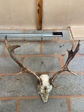 Deer skull antlers for sale  RUGELEY