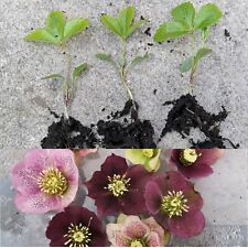 Hellebore seedlings helleborus for sale  GLASGOW