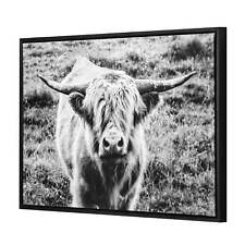 Highland cow framed for sale  USA