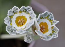 Primula auricula coffee for sale  ST. AUSTELL