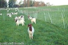 Goats grazing grass for sale  DARLINGTON