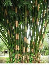 Giant atter bamboo for sale  Ravensdale