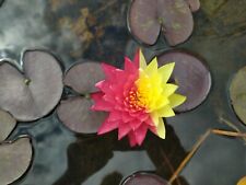 Winterharte seerose nymphaea gebraucht kaufen  Goldbach