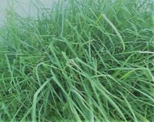 Live growing lemongrass for sale  Clearwater