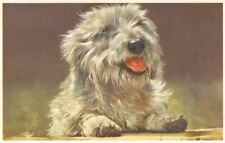 Old Unusual Polish Lowland Sheepdog Postcard PC from Belgium  1956 for sale  Shipping to United Kingdom