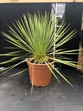 rostrata yucca for sale  LINCOLN