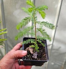 Bald cypress tree for sale  High Springs