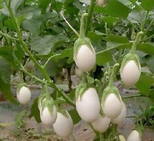 Usado, Planta Huevo 200 Semillas seeds  Solanum Berenjena blanca comestible   segunda mano  San Fernando