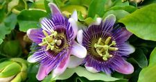 Passion flower maypop for sale  Whittier