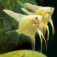 Gold angelfish tropical for sale  BIRMINGHAM