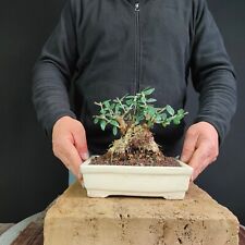 Pre bonsai shoin usato  San Pancrazio Salentino