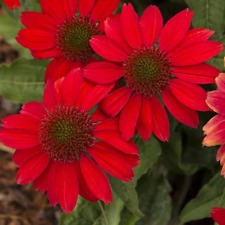 JD SON | Coneflower de salsa roja | No transgénica | Semillas de flores frescas | Nativa | EE. UU. 2024, usado segunda mano  Embacar hacia Mexico